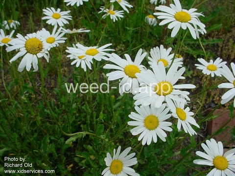 daisy, oxeye